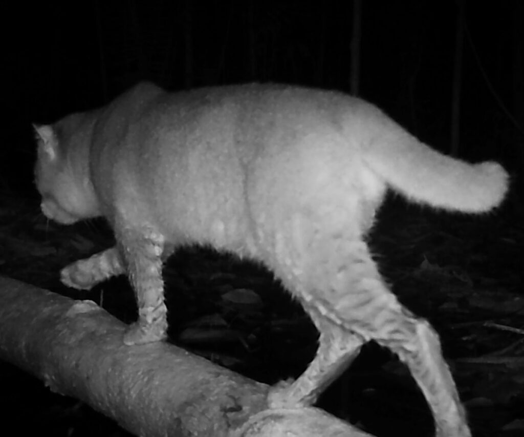 camera-trap-flat-headed-cat