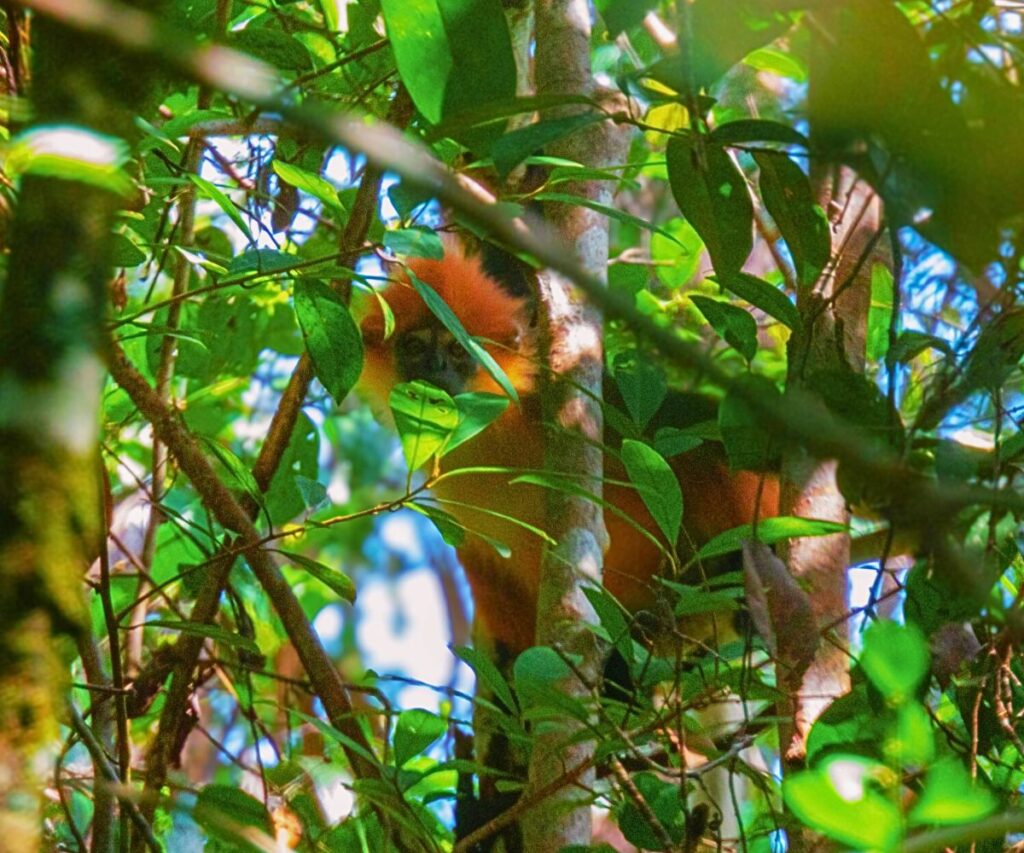 Tricolor Langur in Its Natural Habitat