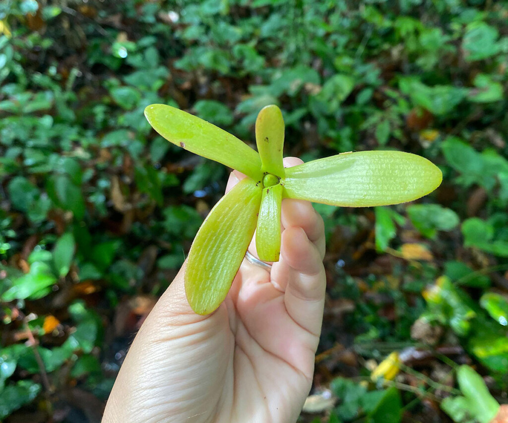 Ilipe Nut (Shorea spp.) Harvest in Pulau Manak Village Ilipe Nut (Shorea spp.) Harvest in Pulau Manak Village