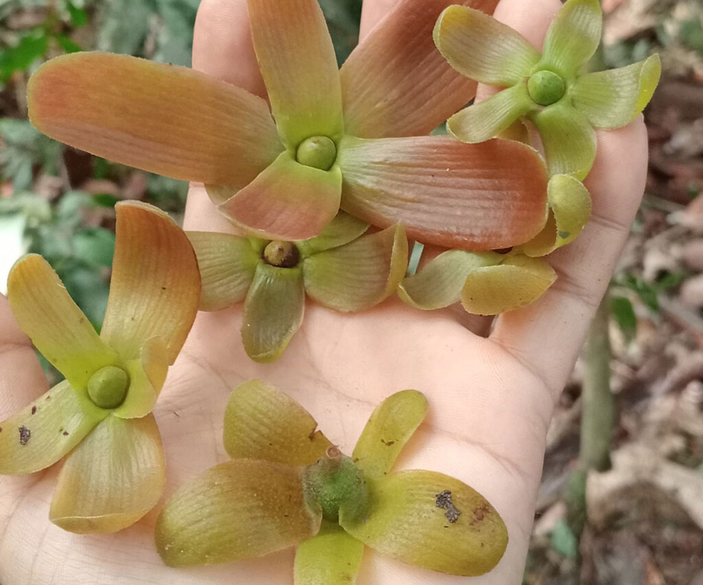 Pohon Tengkawang (<i>Shorea spp.<i>) sedang berbuah di Desa Tamao Pohon Tengkawang (Shorea spp.) sedang berbuah di Desa Tamao