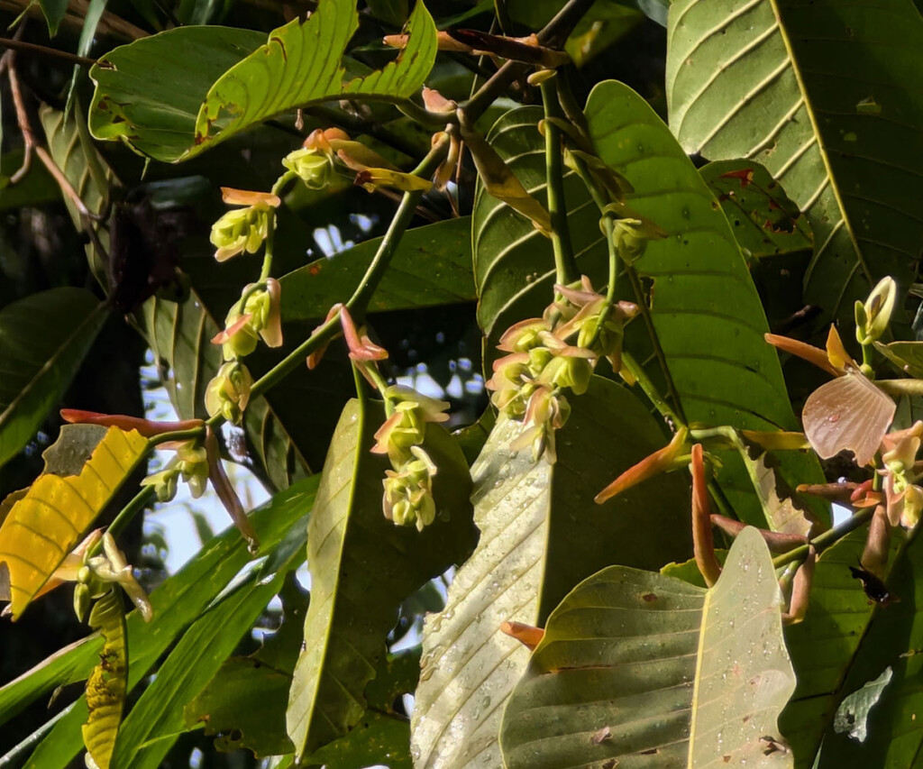 Flowering Shorea trees in Sungai Ajung signal the beginning of the fruiting cycle Flowering Shorea trees in Sungai Ajung signal the beginning of the fruiting cycle