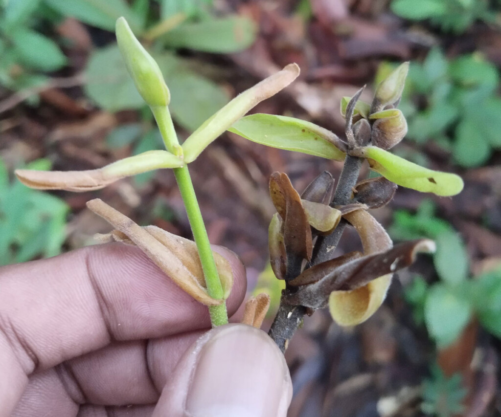 Freshly sprouted Shorea leaves in Mensiau Freshly sprouted Shorea leaves in Mensiau
