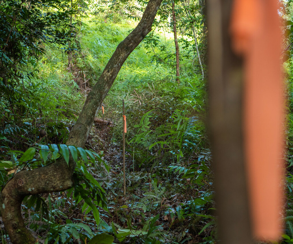A pathway created to provide access to forest restoration zones for planting and maintenance activities. A pathway created to provide access to forest restoration zones for planting and maintenance activities.