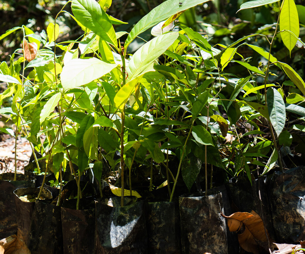 Native tree seedlings collected from the forest. Native tree seedlings collected from the forest.