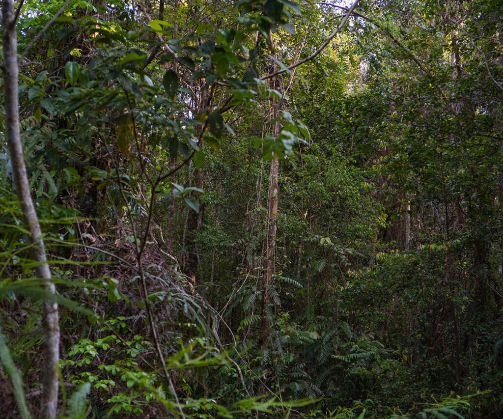 <i>Tembawang</i> forest Tembawang forest