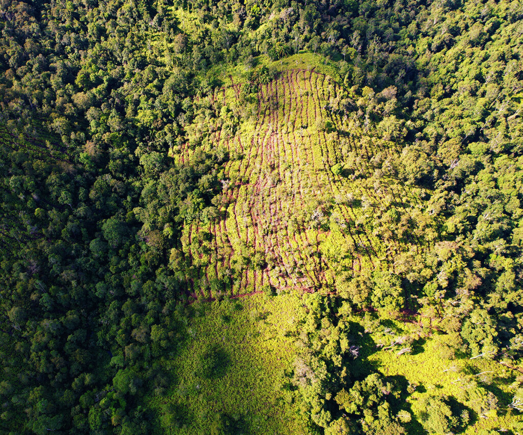 An aerial view of the restoration site captured by a drone An aerial view of the restoration site captured by a drone