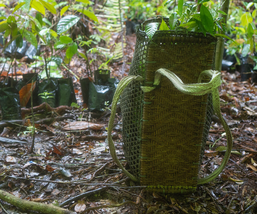 Simple tools used to transport seedlings to designated planting sites within the restoration area. Simple tools used to transport seedlings to designated planting sites within the restoration area.