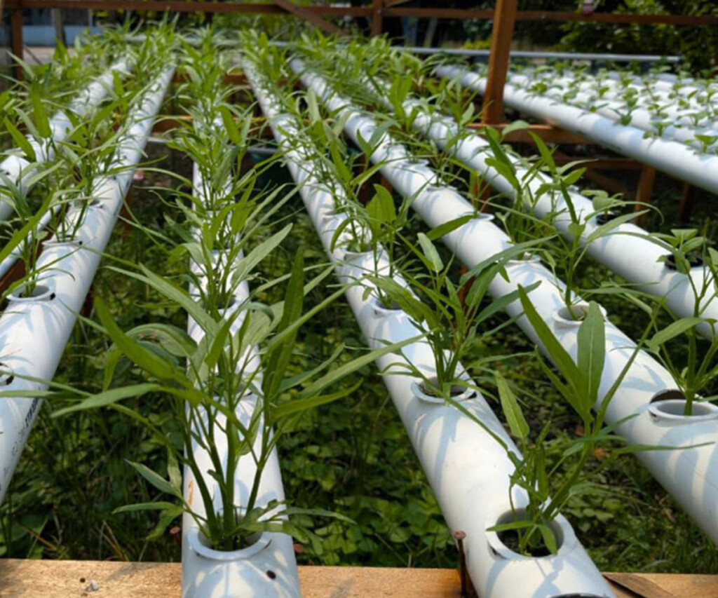 Hydroponic demonstration plots designed for sustainable farming with locally available materials