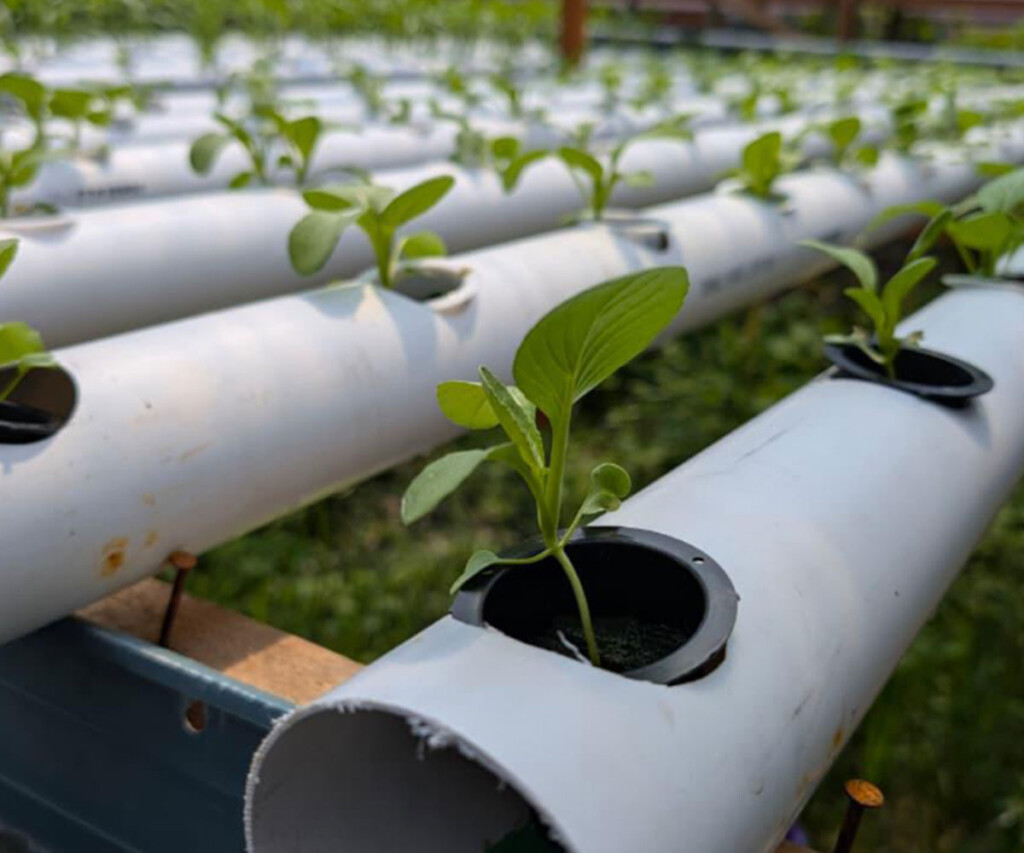 Hydroponic demonstration plots designed for sustainable farming with locally available materials