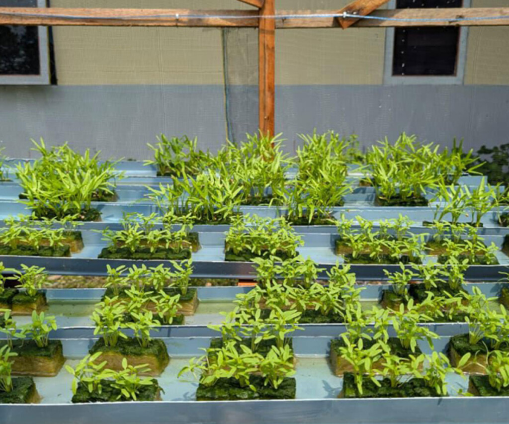 Hydroponic demonstration plots designed for sustainable farming with locally available materials
