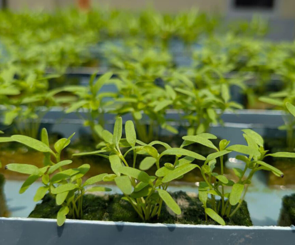 Hydroponic demonstration plots designed for sustainable farming with locally available materials