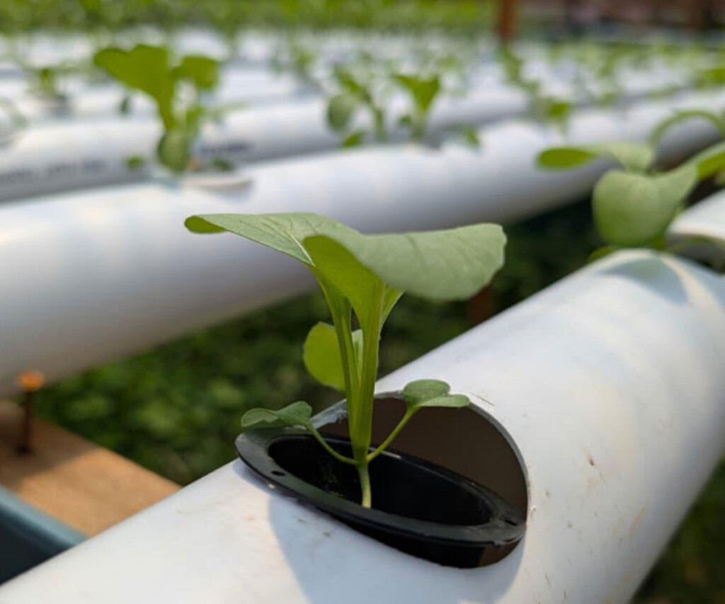 Hydroponic demonstration plots designed for sustainable farming with locally available materials
