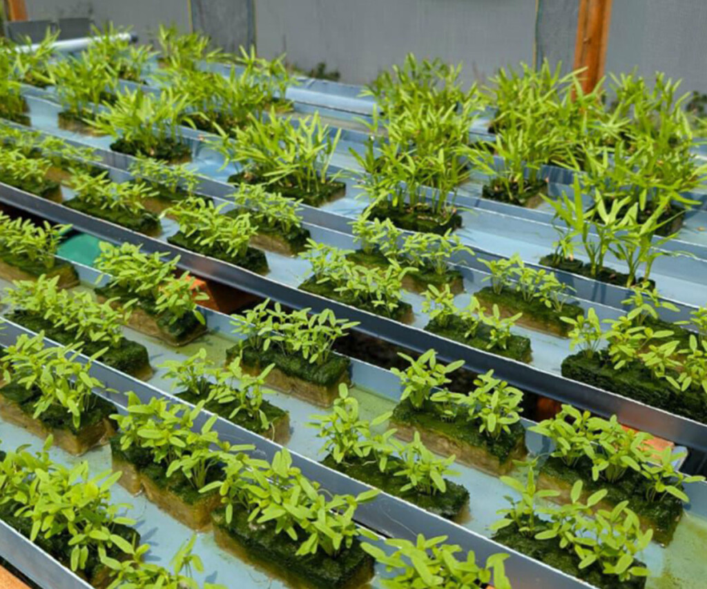 Hydroponic demonstration plots designed for sustainable farming with locally available materials