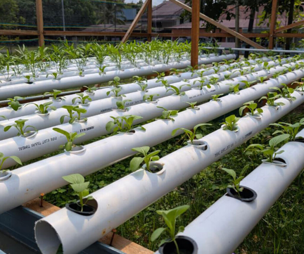 Hydroponic demonstration plots designed for sustainable farming with locally available materials